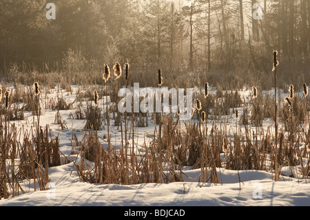 Schwenninger Moos im Winter, Baden-Württemberg, Deutschland Stockfoto