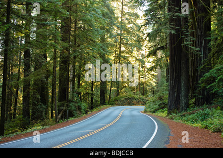 Highway 199 durch den Jedediah Smith State Park, Northern California, Kalifornien, USA Stockfoto