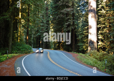 Highway 199 durch den Jedediah Smith State Park, Northern California, Kalifornien, USA Stockfoto