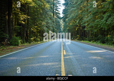 Highway 199 durch den Jedediah Smith State Park, Northern California, Kalifornien, USA Stockfoto