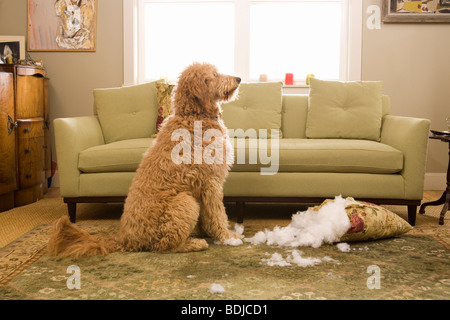 Golden Doodle Hund Kauen bis Sofakissen Stockfoto