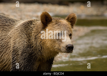 Männlichen Grizzlybär im Knight Inlet, British Columbia, Canada Stockfoto