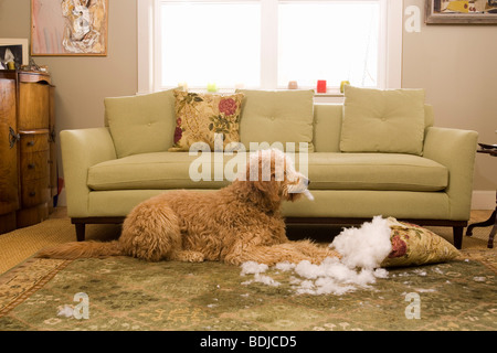 Golden Doodle Hund Kauen bis Sofakissen Stockfoto