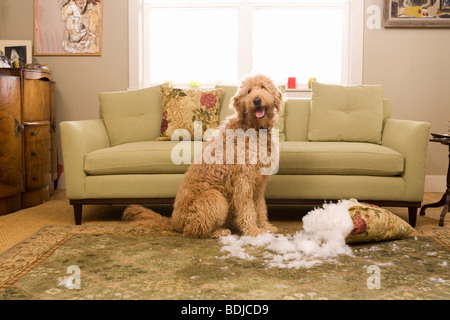 Golden Doodle Hund Kauen bis Sofakissen Stockfoto