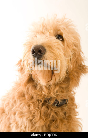 Porträt von Golden Doodle Stockfoto