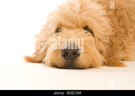 Porträt von Golden Doodle Stockfoto