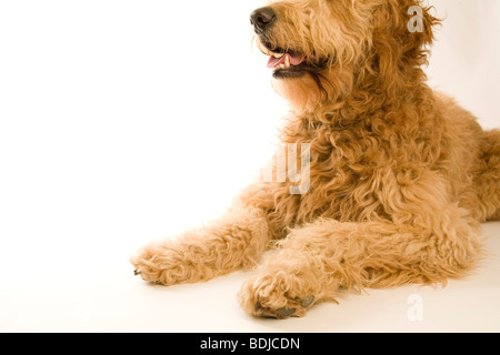 Porträt von Golden Doodle Stockfoto