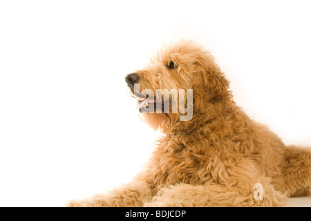Porträt von Golden Doodle Stockfoto
