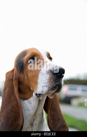 Porträt der Basset Hound Stockfoto