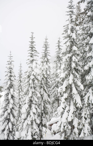 Cascade Mountains, Washington, USA Stockfoto