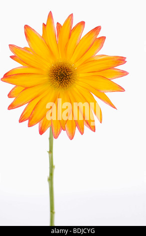 Blume Stockfoto