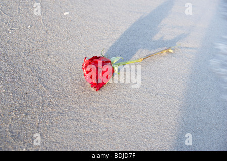Rote Rose am Strand Stockfoto