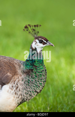 Porträt von Pfau Stockfoto