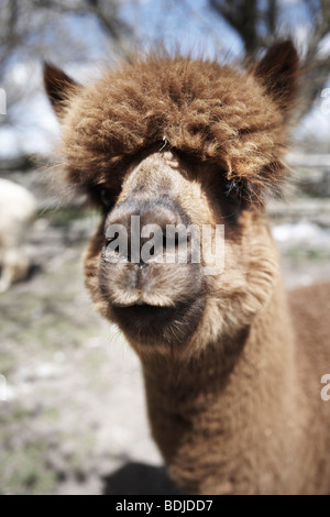 Porträt von Alpaka Stockfoto