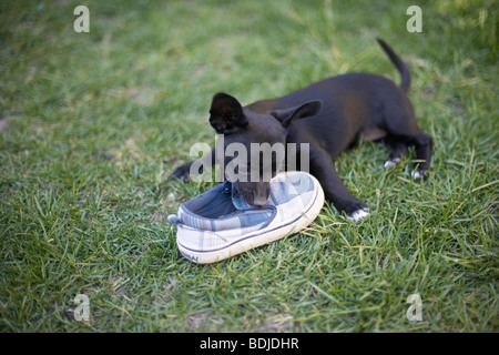 Welpen Kauen Schuh Stockfoto