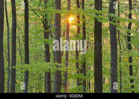 Nahaufnahme der Sonne durch Beech Tree Forest. Spessart, Bayern, Deutschland Stockfoto