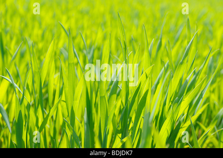 Nahaufnahme des jungen Mais-Feld im Frühjahr Stockfoto