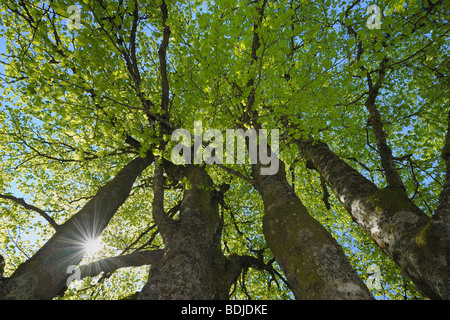 Buche Bäume, Schwarzwald, Baden Württemberg, Deutschland Stockfoto