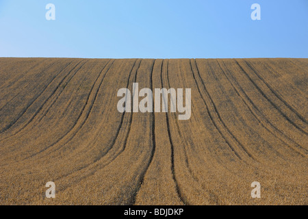 Kornfeld im Sommer. Bayern, Deutschland Stockfoto