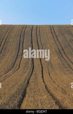 Kornfeld im Sommer. Bayern, Deutschland Stockfoto