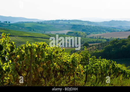 Weinberg, Toskana, Italien Stockfoto