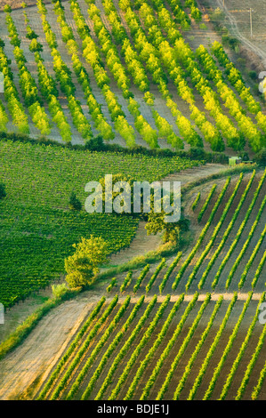 Weinberg, Crete Senesi, Toskana, Italien Stockfoto