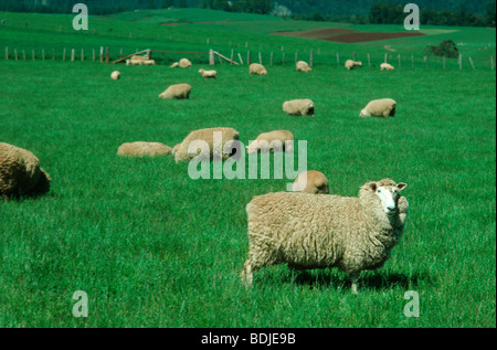 Schafe grasen auf der grünen Wiese Stockfoto