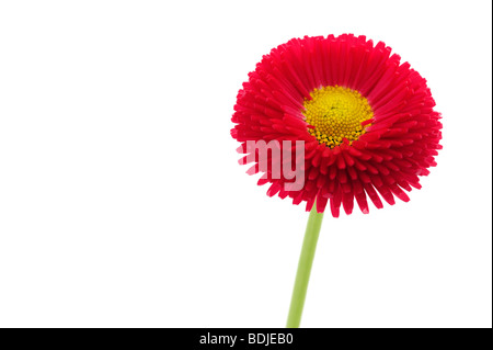 Rot Englisch Daisy Stockfoto