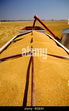 Weizen Ernte, Entladen von Harvester, LKW Stockfoto