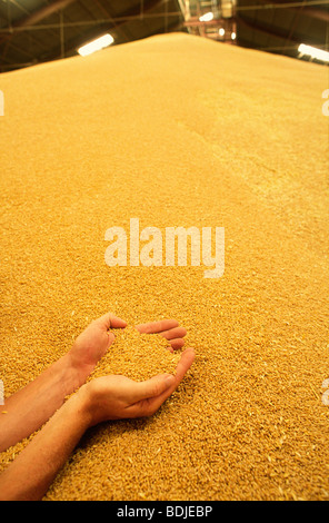 Hohlen Hand halten Weizen in Silo Stockfoto