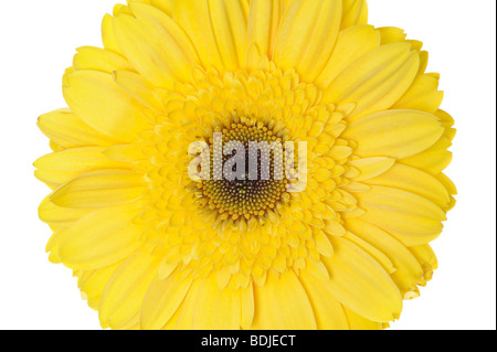 Gerbera Daisy Stockfoto