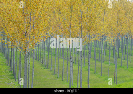 Pappeln, Lombardei, Italien Stockfoto