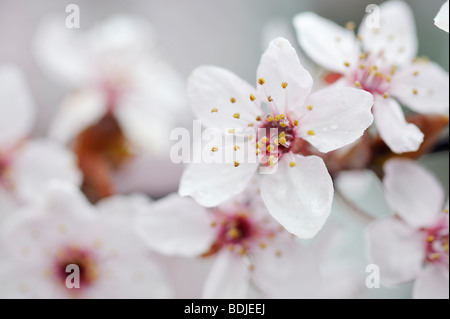 Cherry Plum Blossom Stockfoto