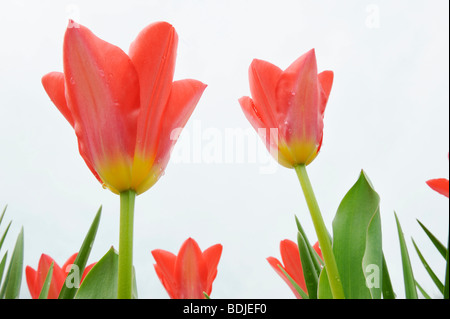 Fosteriana-Tulpen Stockfoto
