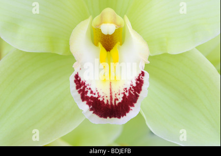 Cymbidium Orchidee Stockfoto