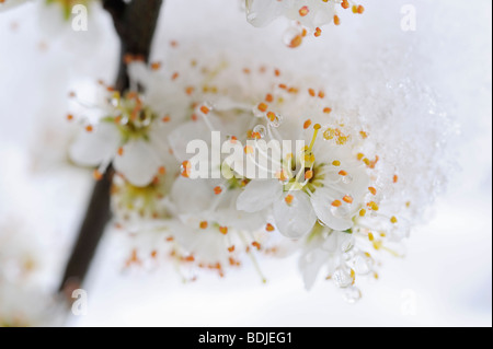 Verschneite Blackthorn blüht im Frühjahr, Bayern, Deutschland Stockfoto