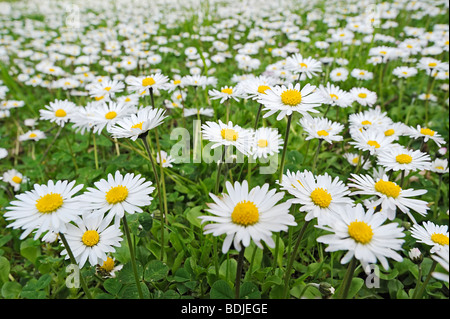 Gänseblümchen in Wiese, Bayern, Deutschland Stockfoto