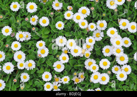 Aufwand von Gänseblümchen Stockfoto