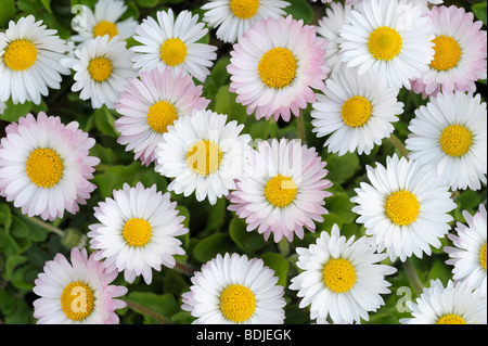 Obenliegende Nahaufnahme von Gänseblümchen Stockfoto