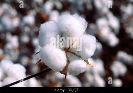 Cotton Bloom, wattierte Ernte Stockfoto