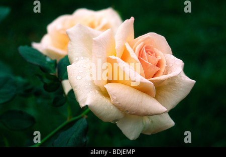 Apricot Nectar Rose, Nahaufnahme Stockfoto