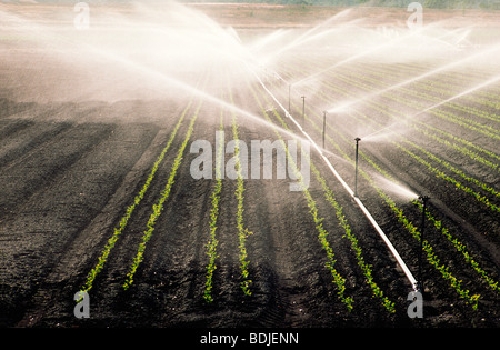 Beregnung, Gärtnerei Stockfoto