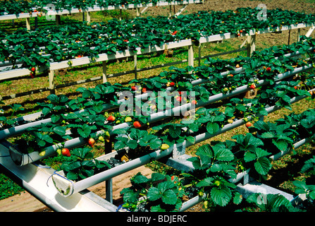 Erdbeeren, Hydraponic wächst Methode Stockfoto