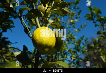 Zitrone auf Baum wächst Stockfoto