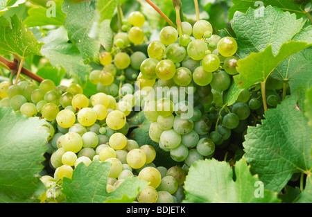 Weiße Trauben am Rebstock wächst Stockfoto