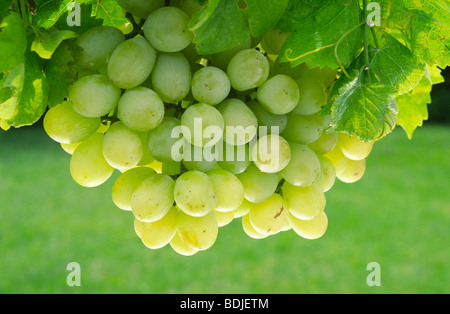 Weiße Trauben am Rebstock wächst Stockfoto