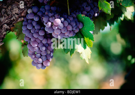 Rote Trauben am Rebstock wächst Stockfoto