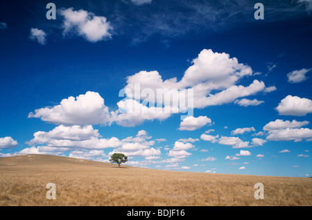 Landschaft, einsamer Baum auf der Seite des Hügels Stockfoto