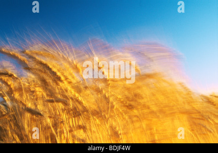 Weizen Ernte bereit für die Ernte, Nahaufnahme, Australien Stockfoto