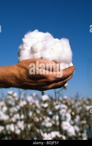 Baumwollernte, Hände halten Baumwolle, Nahaufnahme, Australien Stockfoto